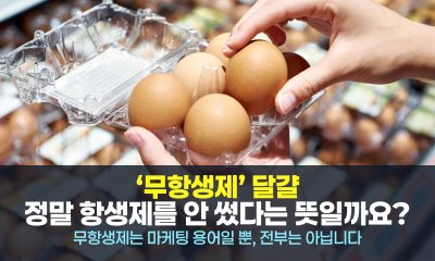 우리가 믿었던 '무항생제'의 배신? 달걀 라벨 속 숨겨진 진실을 읽는 법